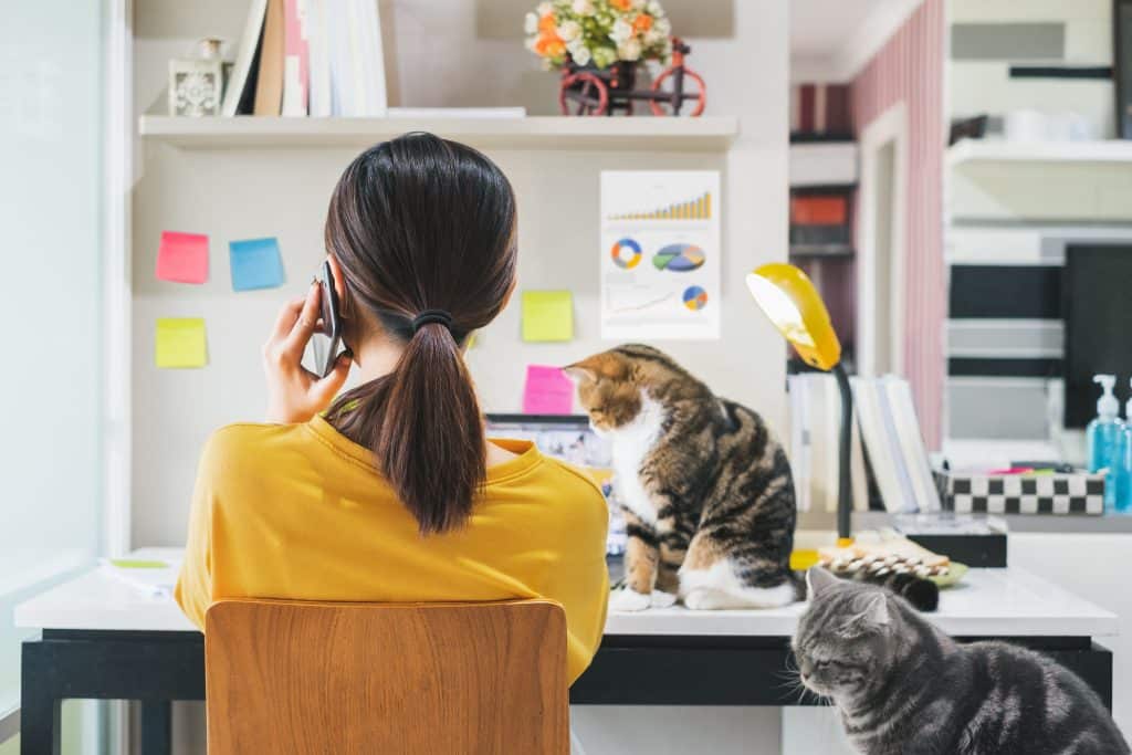 Digital Plumbing: The Infrastructure Behind Cat Videos